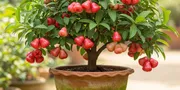 10 Cara Menanam Pohon Buah Pendek agar Pekarangan Sempit Tetap Panen