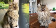 10 Foto Kucing Persia Bernama Barnaby, Tepat Wakili Reaksi Magermu di Pagi Hari
