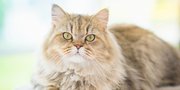 10 Foto Kucing Persia, Ternyata Punya Variasi Bentuk Wajah dan Warna!