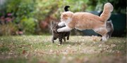 10 Gaya Kucing Gulat, Keren Abis Tendangannya!