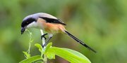 8 Jenis Burung Kicau Paling Populer Memiliki Suara Merdu dan Indah