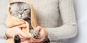 10 Langkah Sukses Memandikan Kucing, Bebas Was-Was dari Ancaman Kena Cakar dan Gigitan