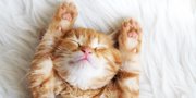 10 Nama Purr-Fect Buat Si Kucing Oren, Jauh dari Kesan Garang dan Arogan