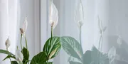 10 Tanaman Hidroponik Hias yang Cocok untuk Mempercantik Rumah