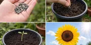 11 Cara Menanam Bunga Matahari dari Kuaci, Mudah Dipraktikkan di Pekarangan Rumah