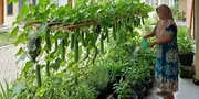 12 Tanaman Sayuran Hemat Tempat yang Cocok untuk Pekarangan Sempit, Panen Melimpah