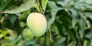 4 Cara Memangkas Pohon Mangga Setelah Panen Buah agar Kembali Produktif