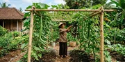 4 Cara Menanam Pare Belut di Kebun Rumah dengan Penyangga Kuat, Panen Melimpah