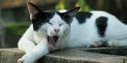 5 Jenis Kucing Kampung Paling Populer di Indonesia, Mana Paling Menggemaskan?