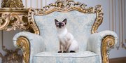5 Kucing Milik Pemimpin Dunia, Hidup Bahagia dan Sejahtera