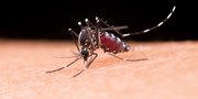 6 Jenis Nyamuk Penyebab Penyakit, Kenali untuk Pencegahannya