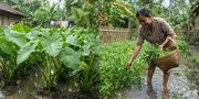 6 Jenis Tanaman yang Cocok untuk Pekarangan yang Sering Tergenang, Berkembang Baik saat Musim Hujan