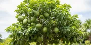 7 Cara Menanam Pohon Sirsak Tetap Pendek tapi Berbuah Banyak, Panen Maksimal