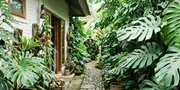 7 Inspirasi Sulap Lorong Samping Rumah dengan Kebun Monstera, Bikin Sejuk dan Estetik