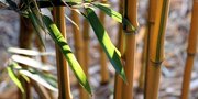7 Jenis Bambu Hias untuk Mempercantik Rumah, Bisa jadi Pagar