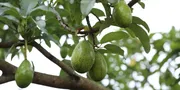 7 Jenis Pupuk Pohon Alpukat agar Tumbuh Subur dan Berbuah Optimal