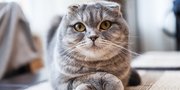 7 Ras Kucing Lucu yang Punya Mata Besar Nan Indah, Makin Gemas Saat Dipelihara di Rumah