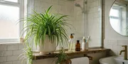 7 Rekomendasi Tanaman yang Tahan Lembab Terbaik untuk Mempercantik Kamar Mandi