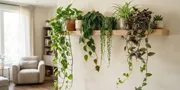 7 Tanaman Hias dengan Sulur Panjang untuk Mempercantik Rak Tinggi, Bikin Ruangan Makin Cantik