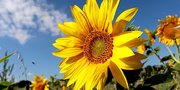 70 Kata-Kata Bunga Matahari, Sumber Inspirasi dan Ekspresi Kebahagiaan