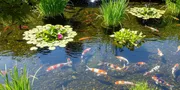 8 Cara Menata Tanaman Hias dengan Kolam Koi Tanpa Bikin Air Keruh dan Tetap Sehat