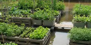 8 Ide Pekarangan Produktif di Rumah Rawan Banjir agar Lahan Tetap Maksimal Sepanjang Tahun