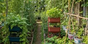 8 Inspirasi Kebun Koro Pedang yang Hemat Tempat, Ubah Lahan Kosong Jadi Produktif