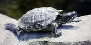 8 Jenis Kura-kura Peliharaan Paling Populer, Mudah Dirawat