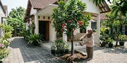 8 Pohon Buah untuk Halaman Sempit yang Akarnya Relatif Aman bagi Paving Rumah
