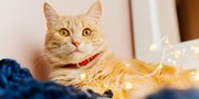 200 Rekomendasi Nama Kucing Lucu, Bagus dan Unik Beserta dengan Artinya