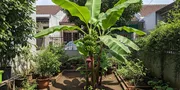 9 Tanaman Buah yang Minim Perawatan dan Cocok untuk Pemula