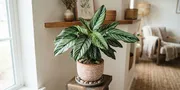 9 Tanaman Hias dengan Daun Berpola Garis yang Terlihat Dekoratif, Cocok untuk Penghias Ruangan