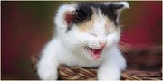Anak Kucing Terlucu di Dunia Ini Bikin Hatimu 'Meleleh'