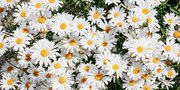Arti Bunga Daisy Berdasarkan Warna dan Menurut Kepercayaan, Ketahui Juga Asal Mula Penamaannya