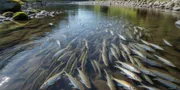 Arti Mimpi Melihat Banyak Ikan Kecil di Air Jernih: Panduan Lengkap Tafsir dan Maknanya