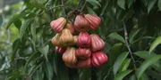 Arti Mimpi Melihat Buah Jambu Air Banyak: Tafsir Lengkap dan Maknanya