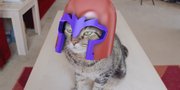 Awas, Kucing Magneto Ini Bunuh Pemiliknya!