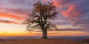 Caption Sunset: Kumpulan Kata-kata Indah untuk Foto Matahari Terbenam