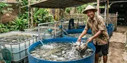 Cara Budidaya Ikan Nila di Bak Plastik Bekas untuk Rumah Type 36