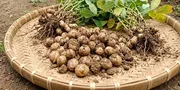Cara Menanam Kacang Bambara di Kebun Rumah, dari Memilih Benih hingga Panen