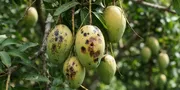 Cara Mengatasi Buah Mangga Busuk di Pohon, Ini 7 Langkah Mudahnya