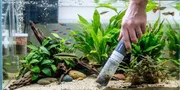 Cara Merawat Air Aquarium Tetap Bening Tanpa Kuras, Pahami Penyebab Keruh dan Solusinya