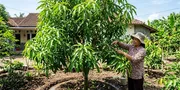 Cara Merawat Pohon Mangga Agar Daunnya Tidak Mudah Rontok, 7 Langkah Agar Rindang Dan Sejuk