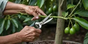 Cara Merawat Tanaman Alpukat agar Cepat Berbuah, dari Bibit hingga Pemangkasan