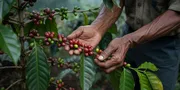 Cara Merawat Tanaman Kopi agar Berbuah Lebat dan Panen Melimpah