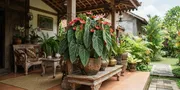 Cara Merawat Tanaman Anthurium agar Subur, Rimbun, dan Daunnya Mengilap