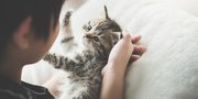 Gemasnya 10 Ras Kucing Saat Masih Anakan, Jadi Hiburan Tersendiri Sambil Ngabuburit