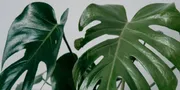 Ini Perbedaan Monstera dan Philodendron Beserta Cara Merawatnya, Jangan Salah