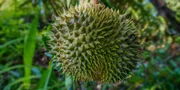 Langkah Merebus Daun Durian untuk Kesehatan, Ternyata Punya Beragam Manfaat
