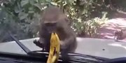 Lucu! Monyet Ini Coba Ambil Pisang Yang Terpisah Kaca Mobil